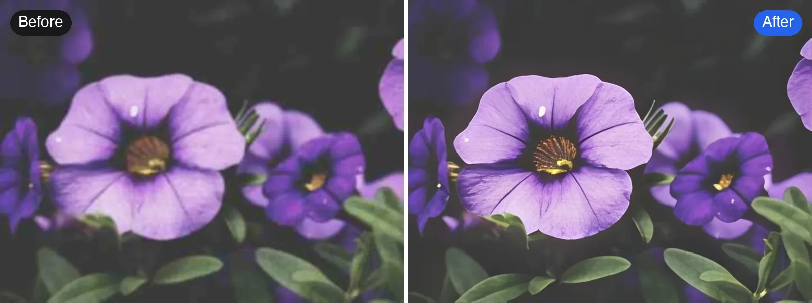 Before and after: a tiny, low-resolution photo of purple petunias, made clear with Pro