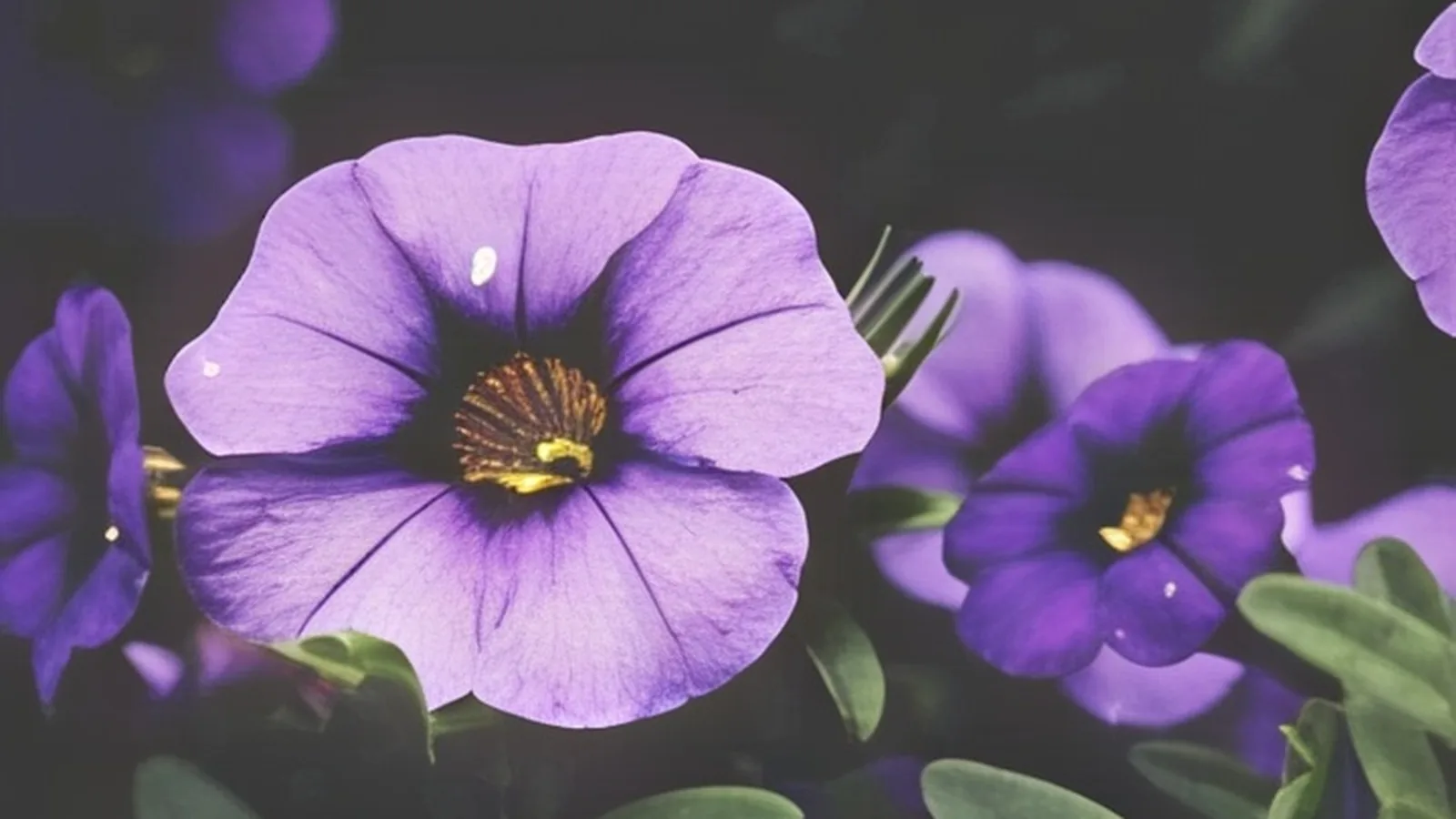 Purple petunias in clear, sharp detail after AI enhancement
