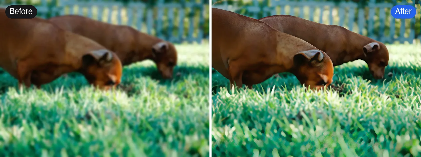 Before and after: an out-of-focus photo of two dachshunds sniffing the grass, unblurred with Pro