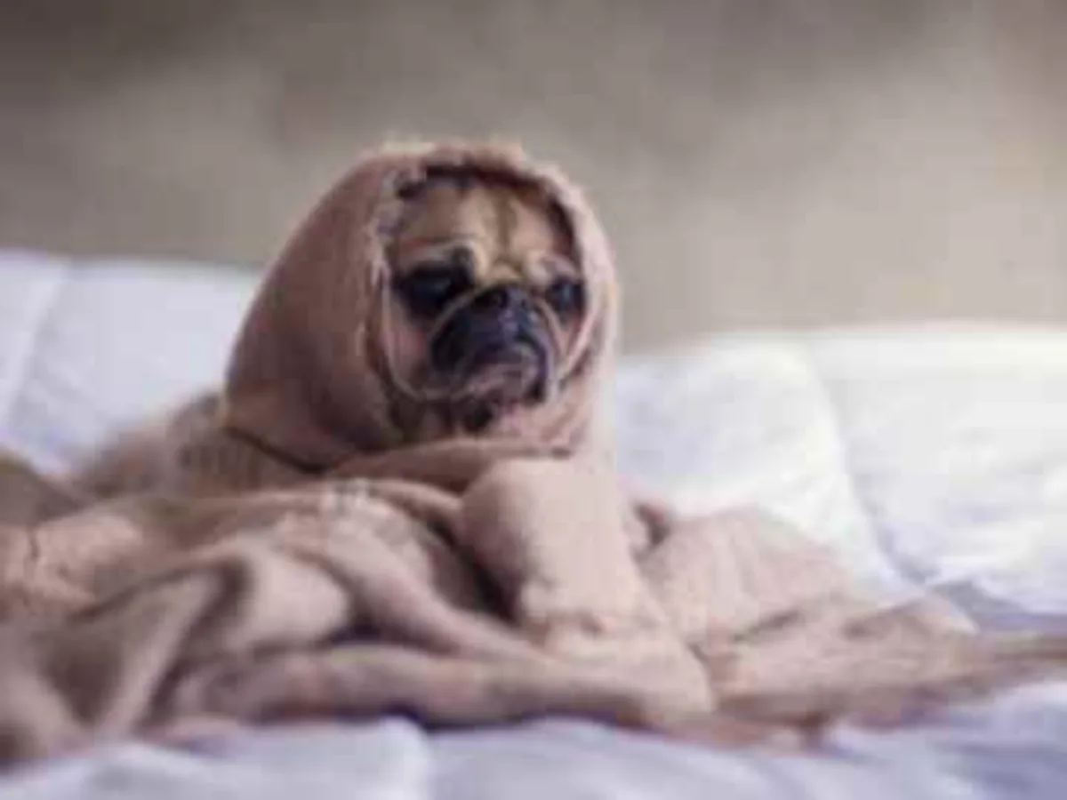 Low-resolution photo of a pug in a blanket, before enhancement
