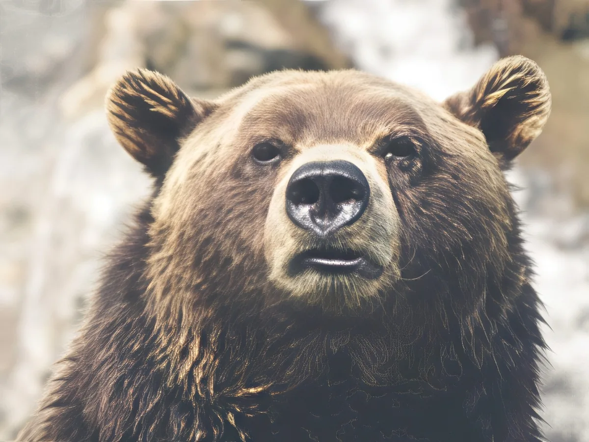 Soft close-up of a brown bear, after enhancement