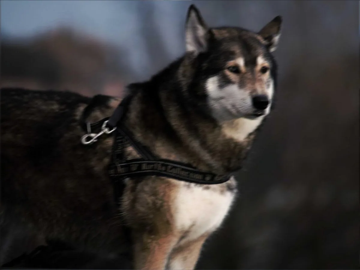 Shaky photo of a husky, before enhancement