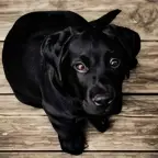 Low-resolution puppy photo