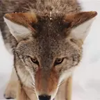 Soft wildlife close-up