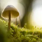 Out-of-focus macro shot