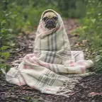 Shaky photo of a pug in a blanket