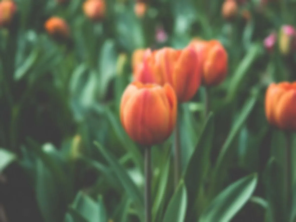 Out-of-focus tulips, before enhancement